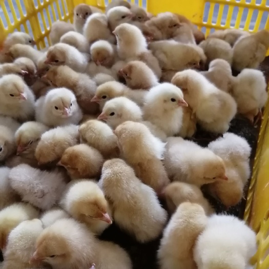 南宁 三黄鸡苗
