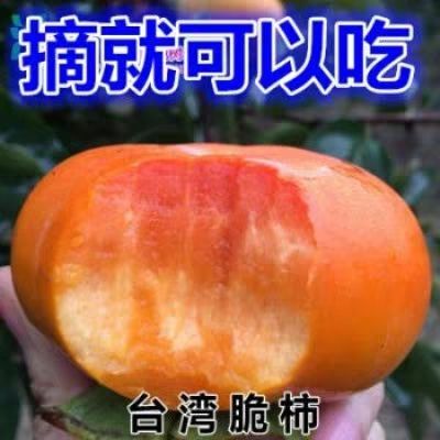 平邑县脆柿苗  现挖保湿发货 死苗免费补发 三包服务