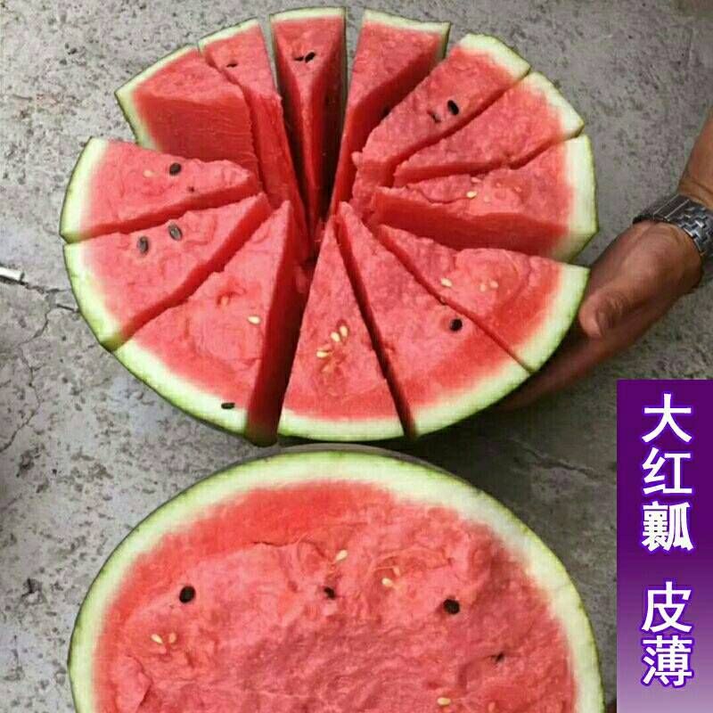 花皮西瓜种子  【世雷511】高品质西瓜种子大果型不裂果口感