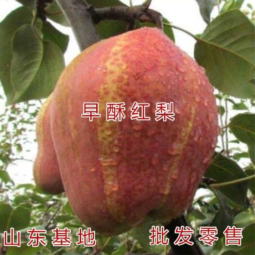 平邑县早酥红梨苗  早酥红梨果树苗保纯度 嫁接苗   基地直销保湿发货量大从优