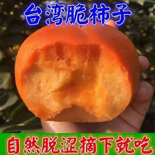 平邑县脆柿苗 脆柿  嫁接苗  产量高自然熟