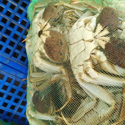 潜江市汈叉湖大闸蟹 35公