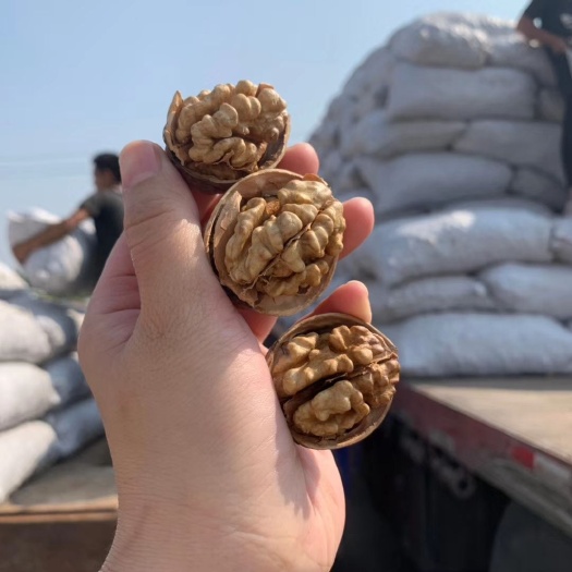鹤山市薄皮核桃  新疆阿克苏温宿185纸皮核桃3岁娃娃轻松剥出完整