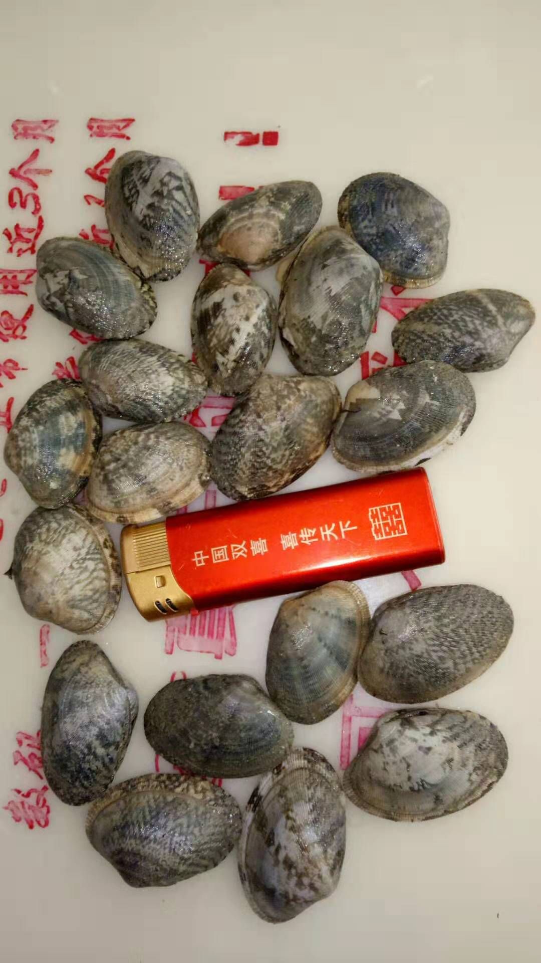 合浦贝 花蛤苗大量整车批发