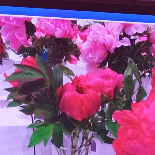 菏泽 最近二年引进的牡丹
