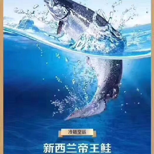 新西兰帝王鲑 人工饲养
