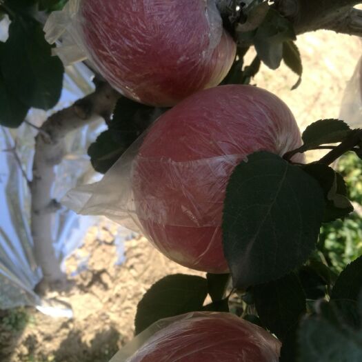 红富士苹果 颜色好。口感好。糖度高。甜。量大。
