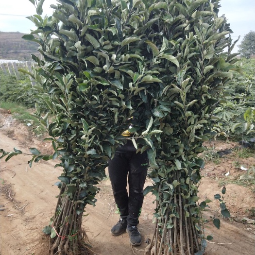 平邑县 苹果树苗盆栽地栽南北方种植红富士国光黄金帅红肉辽熟