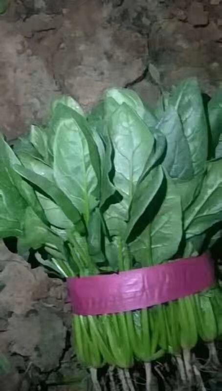邯郸大叶菠菜 大量上市中