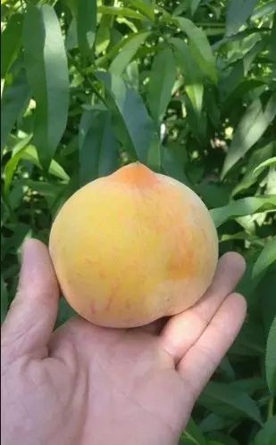 黄桃苗 芒果味的黄桃  可实地考察