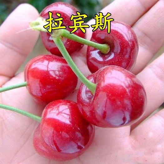 拉宾斯樱桃苗 下单起苗  确保成活率  保湿发货