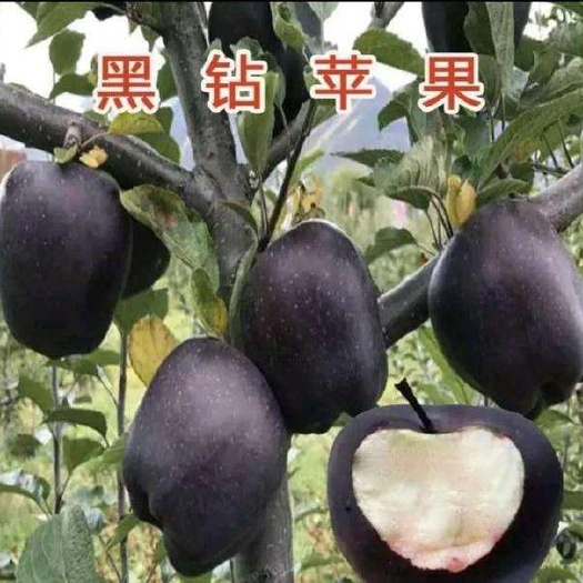 平邑县黑钻苹果树苗正宗嫁接西藏黑钻苹果苗
盆栽地栽介可，南北方种
