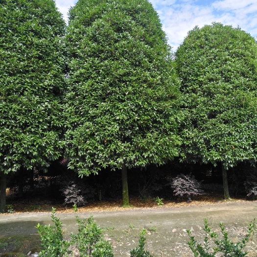 成都普通桂花树 四川，成都，桂花，银杏基地须要的联系