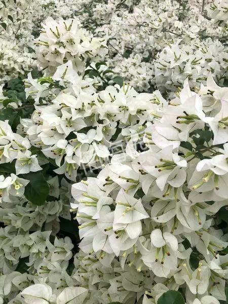 高州市白雪公主三角梅 白雪公主
