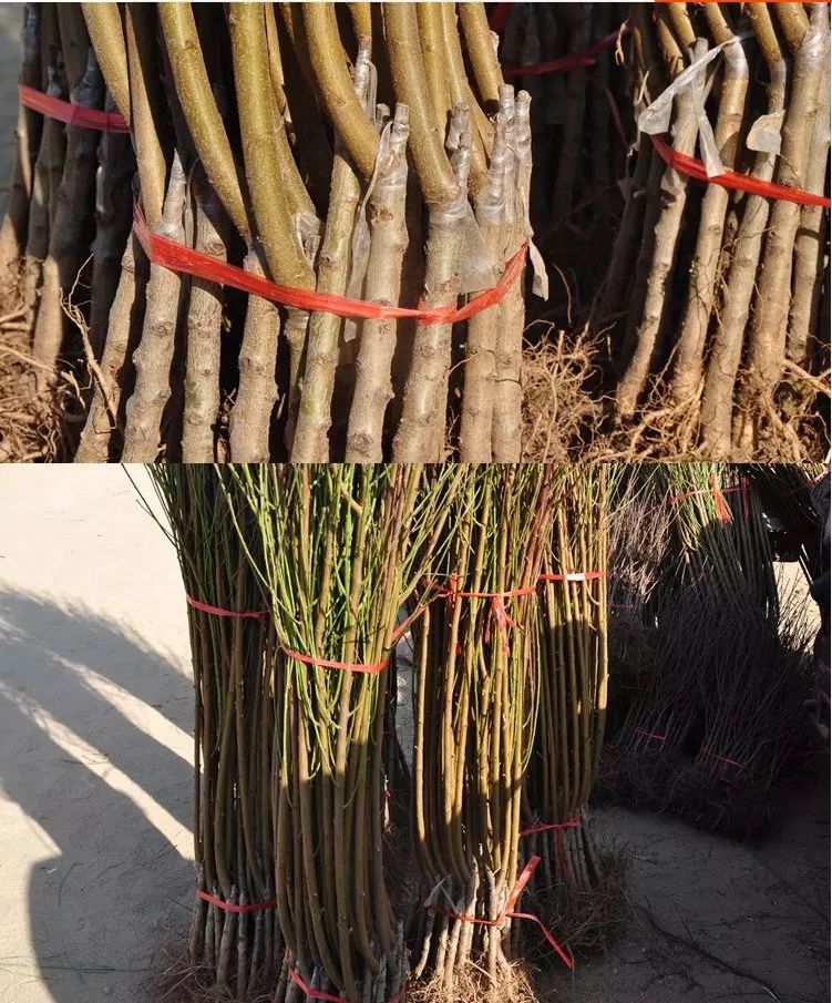 黄桃苗 芒果味的黄桃  可实地考察