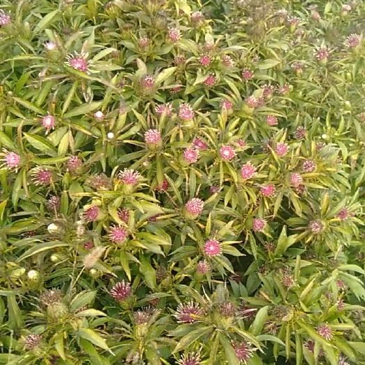 定州市两年生改良白术种子