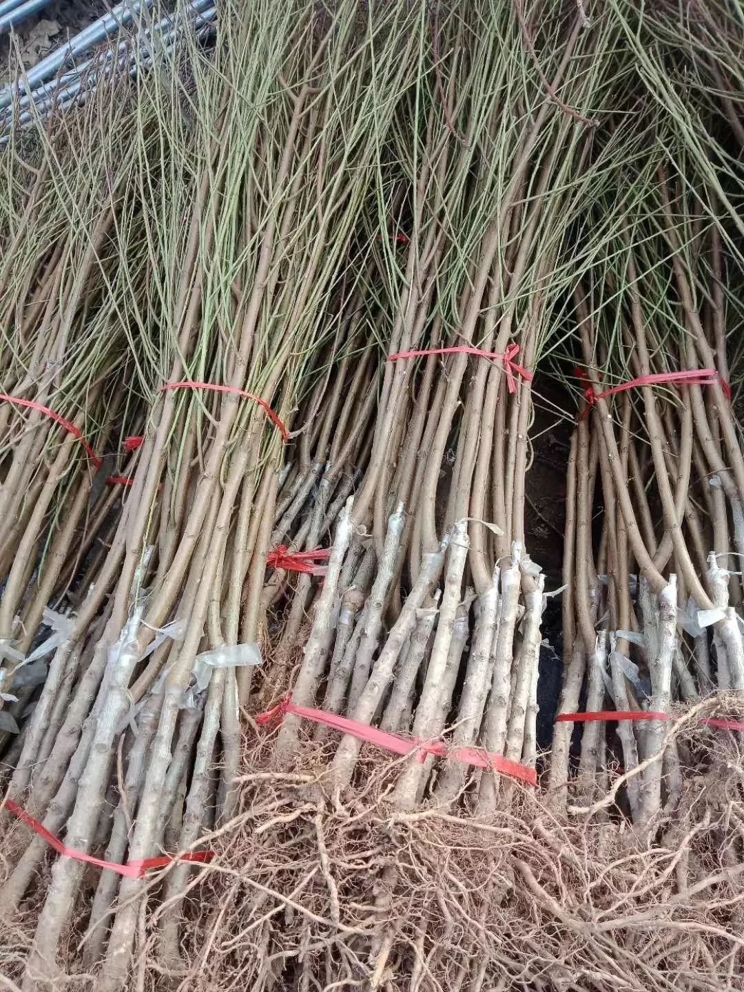 黄桃苗 芒果味的黄桃  可实地考察