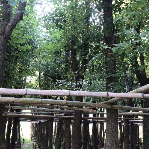 漳浦县骨架香樟