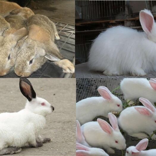 贵阳比利时兔 种兔养殖利润大，投资小
