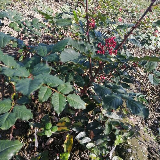 陇南 无刺花椒苗，种植