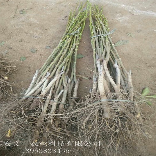 泰安 薄皮核桃，嫁接核桃苗，皮薄增产