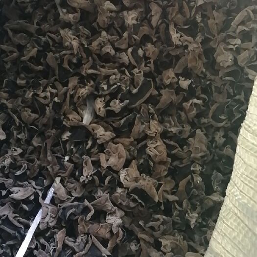 伊春 2019年新木耳出货，量大优惠