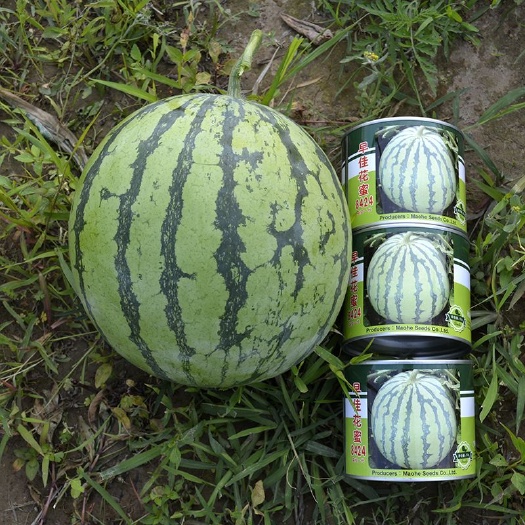 夏邑县早佳花蜜8424西瓜种子，早熟，酥脆多汁，高甜爽口
