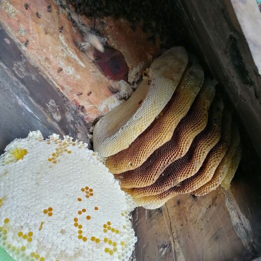 万源市野蜂蜜   高山冬蜂蜜