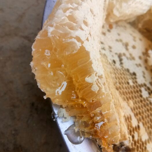 永德县 野生蜂蜜