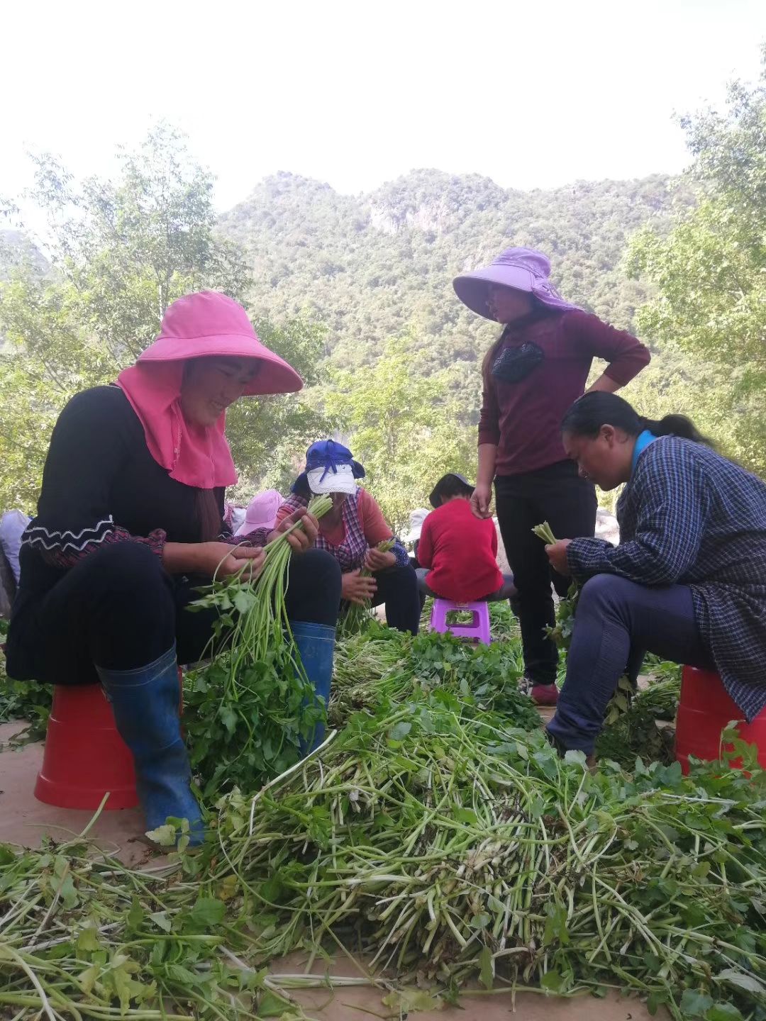  8千亩云南水旱芹，野水芹。
地方农业项目，长期稳定货源。