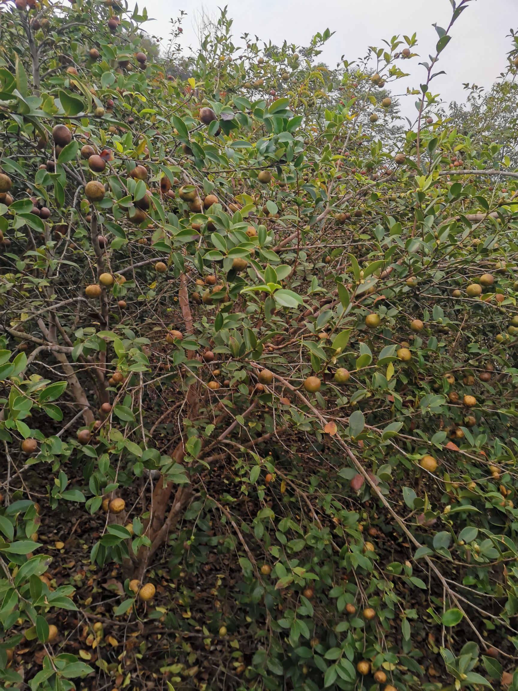  大量贵州高山油茶籽