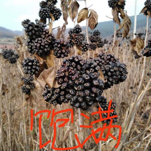 本溪县刺五加苗 刺五加果实 饱满 一手货源