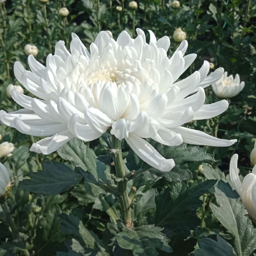 原阳县 新鲜黄白菊花