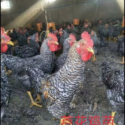 南宁 芦花鸡苗