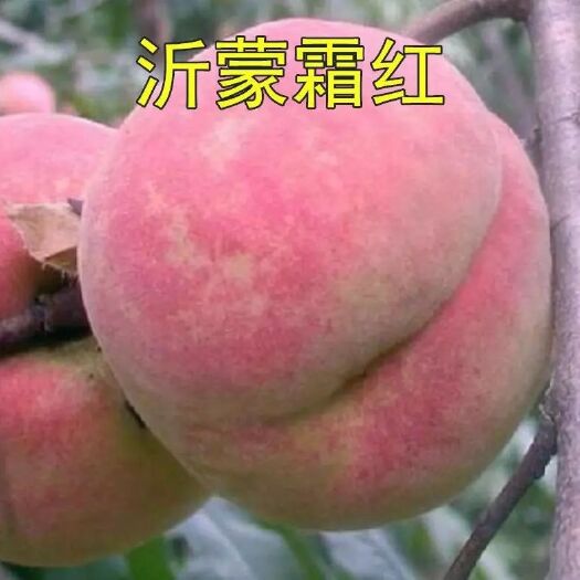 毛桃苗 冬桃晚熟    沂蒙霜红   基地直发  现挖先发  包成活