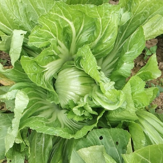 包心芥菜，酸菜毛菜