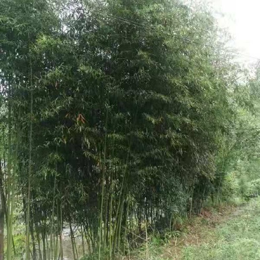 重庆市 斑竹2cm