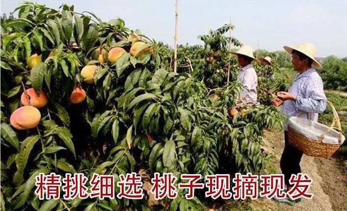 黄桃苗 芒果味的黄桃  可实地考察