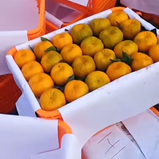 华坪县 云南丽江市华坪县精品椪柑