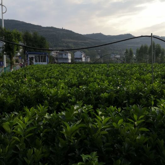 秀山纽荷尔脐橙苗 纽荷尔脐橙杯苗