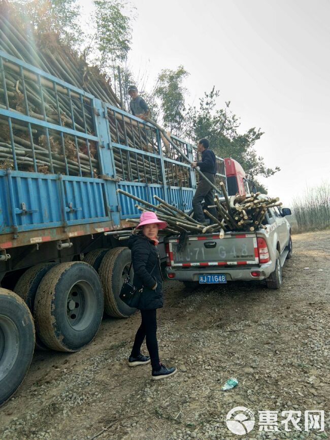  自家的原生香樟，桂花，枫香可批量供应。