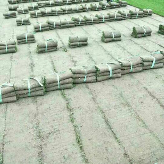 常州 混播黑麦草(果岭草   四季青)