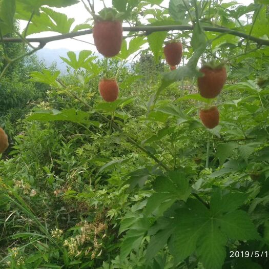 东阳市 树莓苗 覆盆子苗