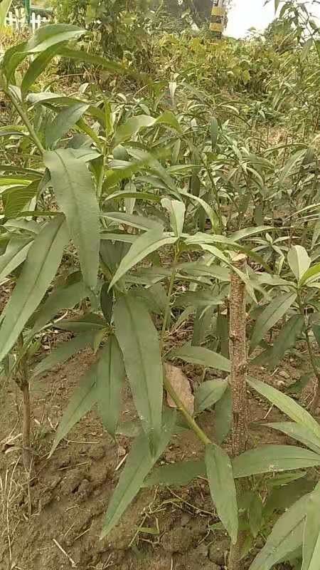 湖景蜜露桃树苗  无锡阳山水蜜桃桃苗 基地直发 保证成活率