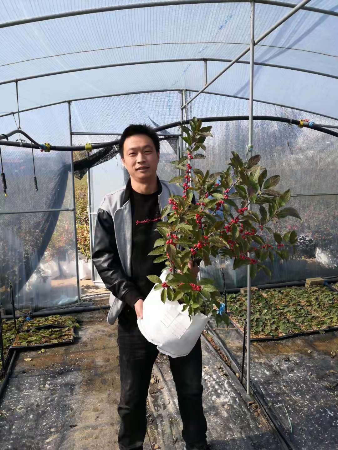 北美冬青苗  北美冬青1-3年苗