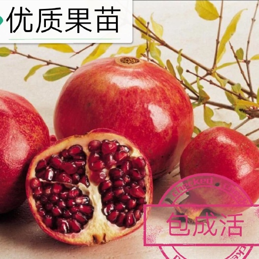 平邑县蒙阳红石榴苗 蒙阳红广清石榴甜花石榴果苗，低价出售，量大优惠