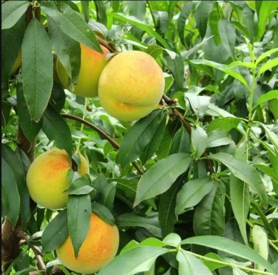 黄桃苗 芒果味的黄桃  可实地考察