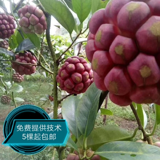 粉红黑老虎苗  布福娜 苗子靓丽 成活收到死苗免费补发