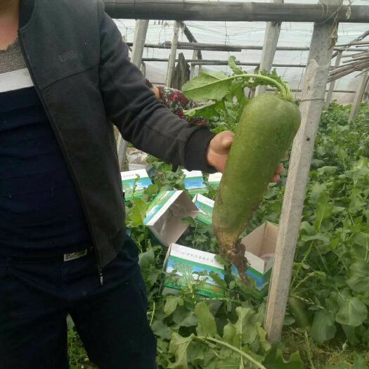 天津 正宗小沙沃萝卜