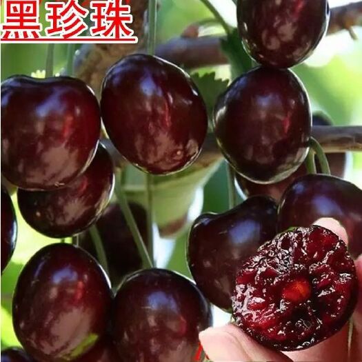 平邑县 嫁接黑珍珠樱桃苗   基地直发  包成活 死苗免费补发